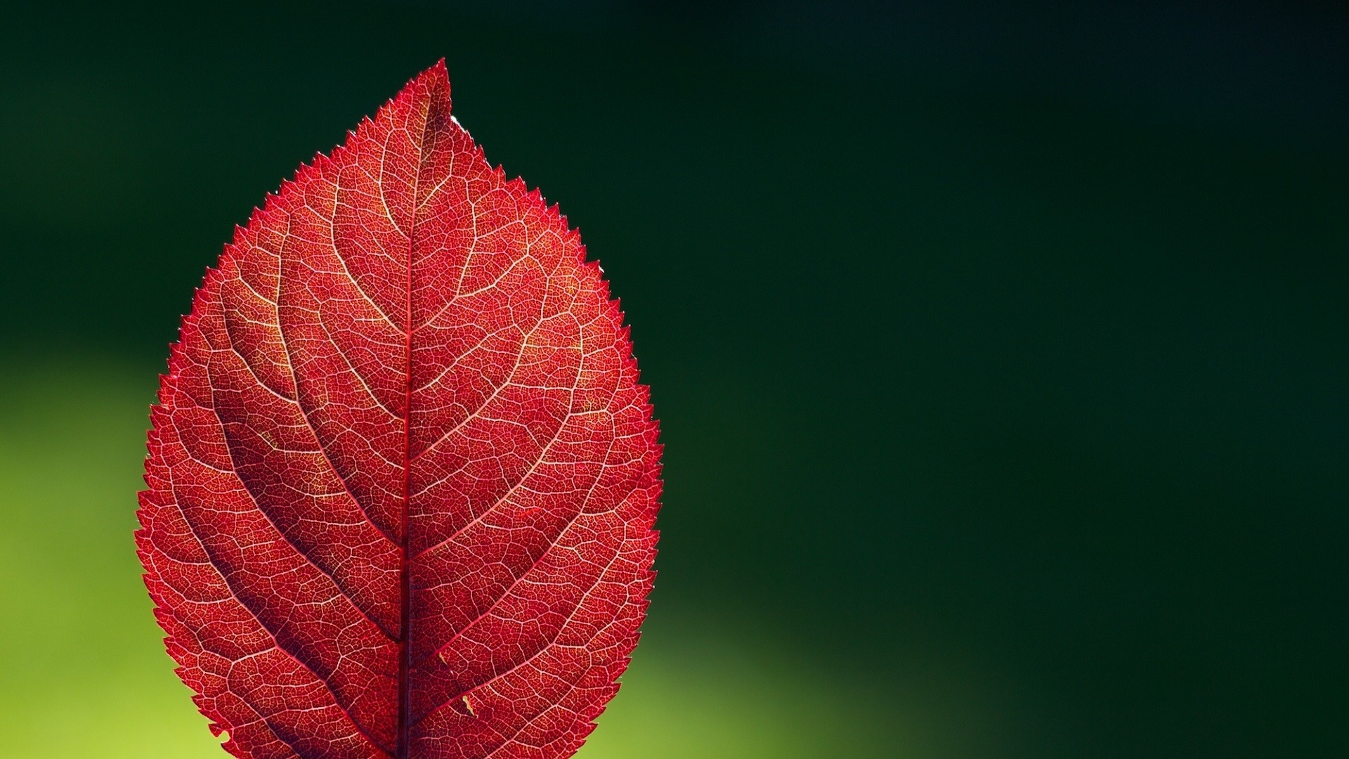 nature, Leaves, Macro, Red Wallpaper