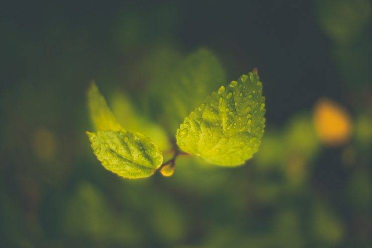nature, Leaves, Macro, Water Drops, Green, Depth Of Field, Branch HD Wallpaper Desktop Background