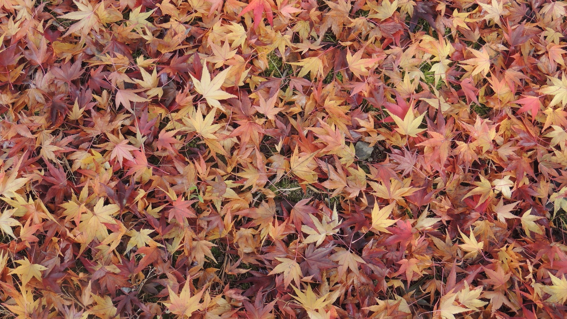 nature, Leaves, Fall, Maple Leaves, Ground Wallpaper