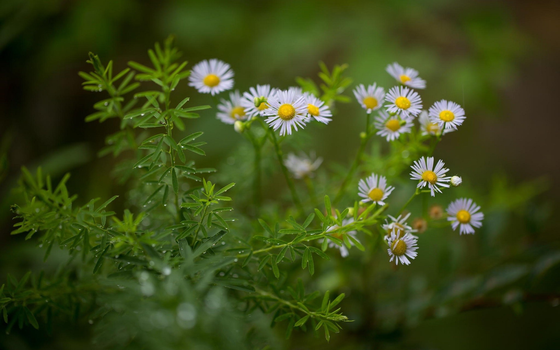 nature, Plants, Flowers, Daisies, Depth Of Field, Green, Macro, Water Drops Wallpaper
