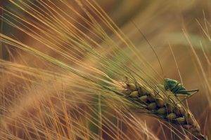 nature, Wheat, Plants, Insect, Grasshopper, Macro, Spikelets