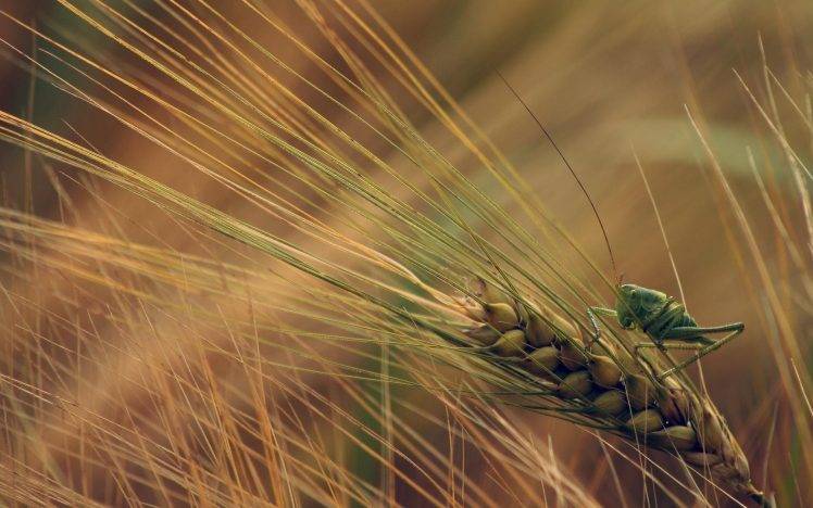 nature, Wheat, Plants, Insect, Grasshopper, Macro, Spikelets HD Wallpaper Desktop Background