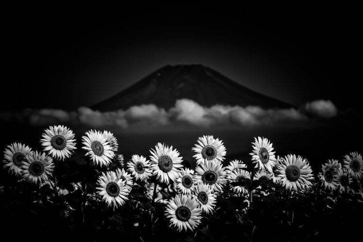 flowers, Nature, Monochrome, Mount Fuji, Japan HD Wallpaper Desktop Background