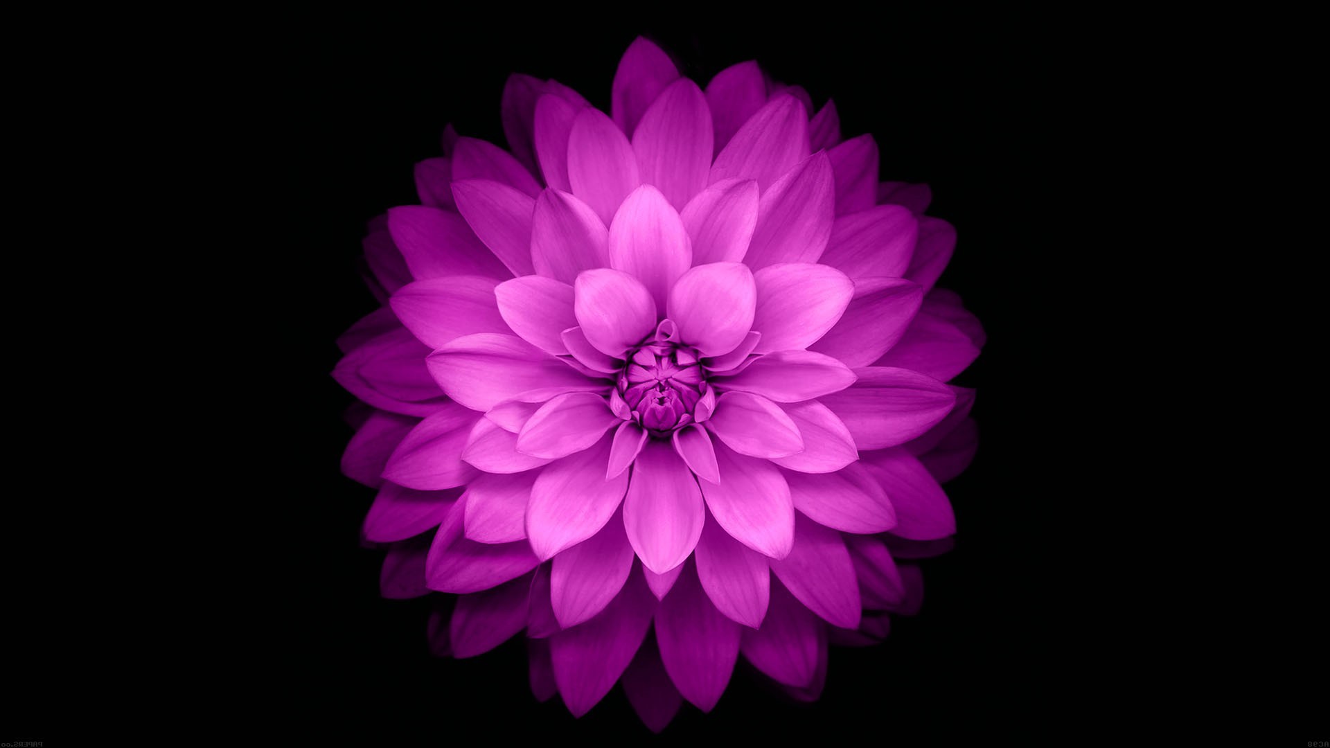 Simple Pink Flower Pattern Background