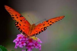 butterfly, Nature, Flowers, Macro