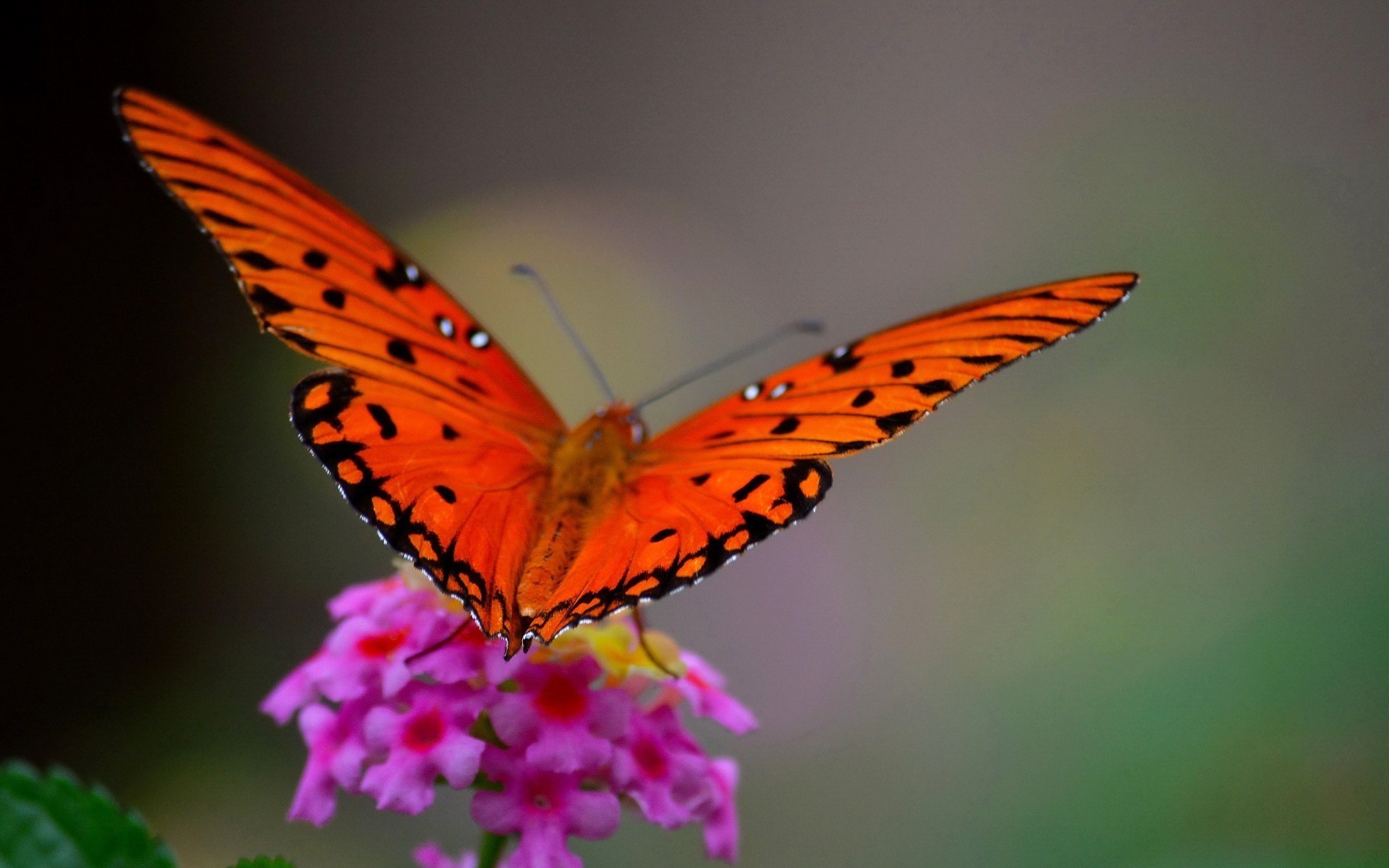 butterfly, Nature, Flowers, Macro Wallpaper