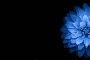 flowers, Blue, Black, Dark
