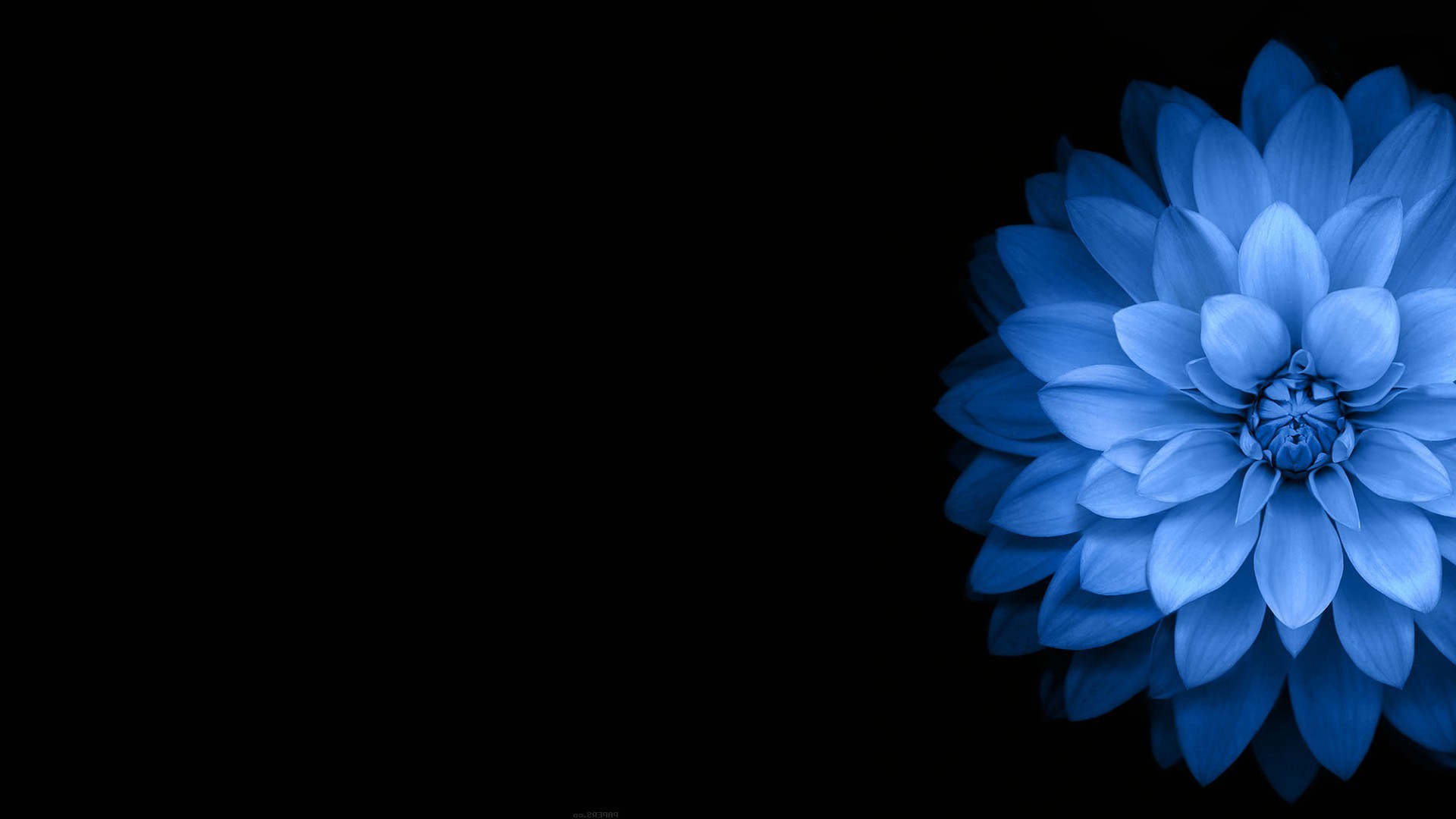 flowers, Blue, Black, Dark Wallpapers HD / Desktop and Mobile Backgrounds