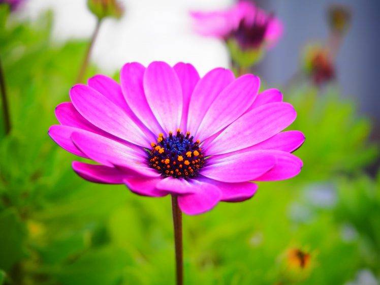 flowers, Purple HD Wallpaper Desktop Background