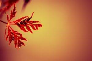 nature, Simple, Simple Background, Leaves, Gradient, Depth Of Field, Macro, Red