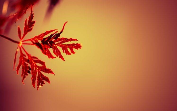 nature, Simple, Simple Background, Leaves, Gradient, Depth Of Field, Macro, Red HD Wallpaper Desktop Background