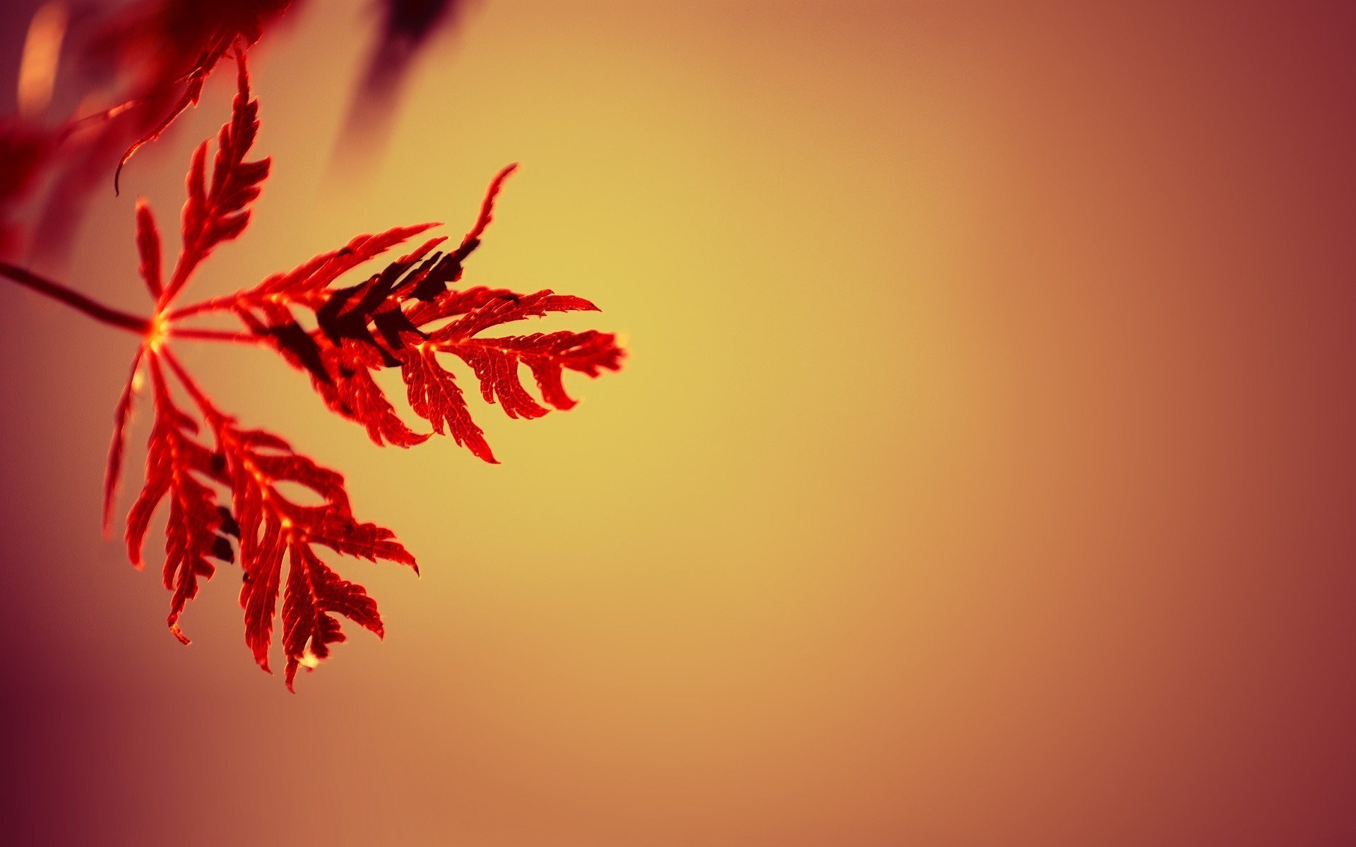 nature, Simple, Simple Background, Leaves, Gradient, Depth Of Field, Macro, Red Wallpaper