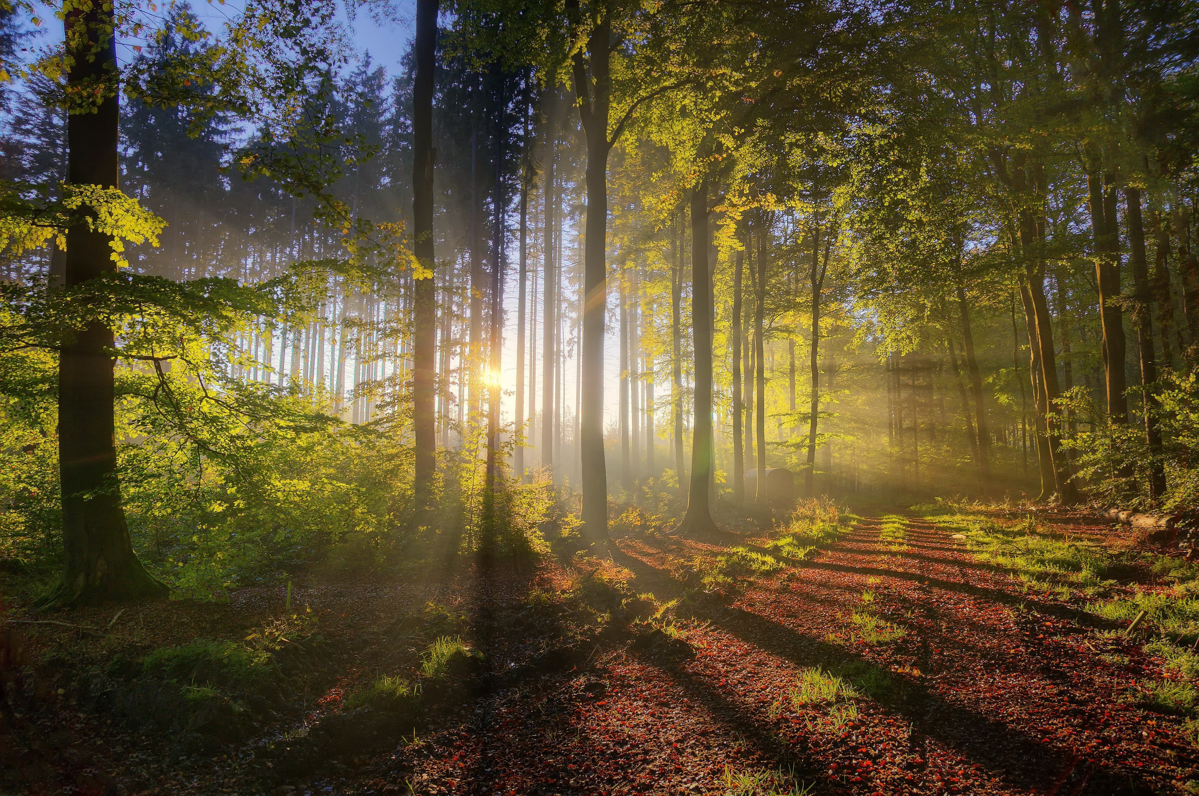 nature Wallpaper