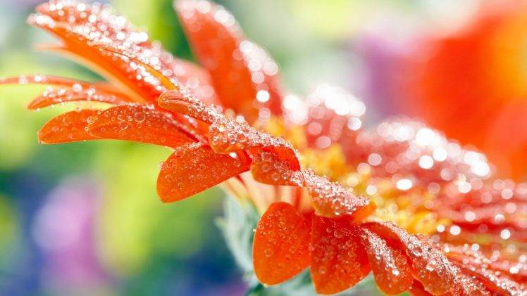 flowers, Macro, Water Drops HD Wallpaper Desktop Background