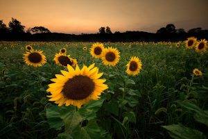 field, Nature, Sunflowers, Flowers