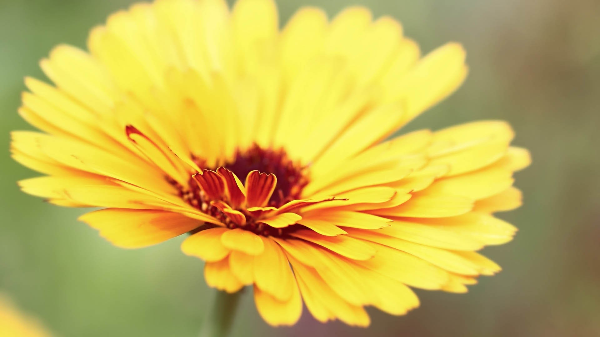 petals, Flowers, Macro Wallpaper
