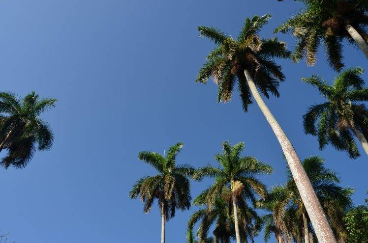 palm Trees, Nature, Sky, Cuba HD Wallpaper Desktop Background