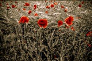 flowers, Poppies, Selective Coloring