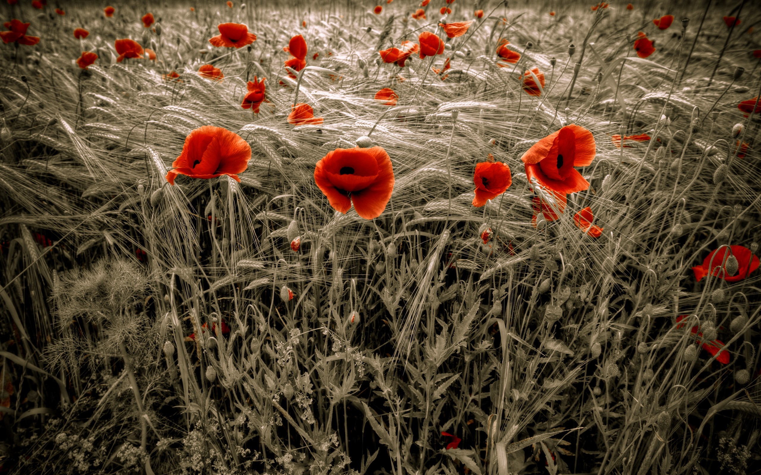 flowers, Poppies, Selective Coloring Wallpaper