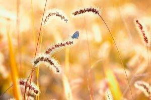 nature, Macro, Butterfly, Wheat