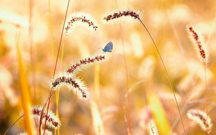 nature, Macro, Butterfly, Wheat HD Wallpaper Desktop Background