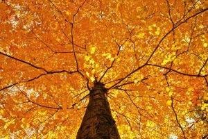 nature, Trees, Leaves, Branch, Fall, Maple Leaves, Yellow, Worms Eye View
