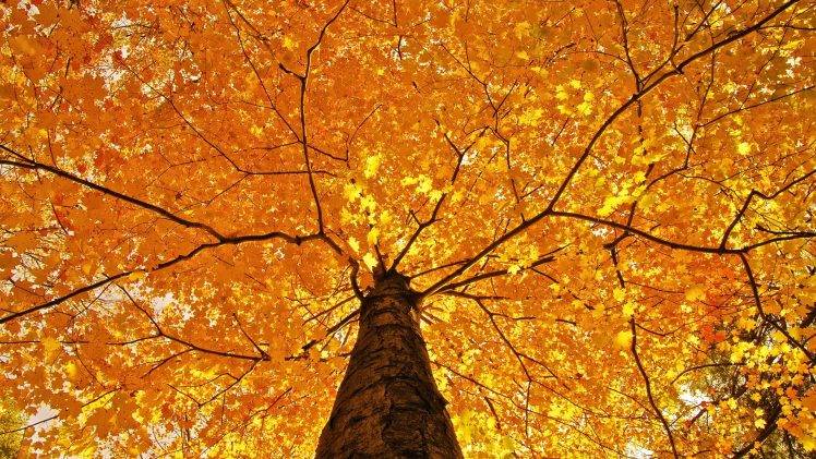nature, Trees, Leaves, Branch, Fall, Maple Leaves, Yellow, Worms Eye View HD Wallpaper Desktop Background
