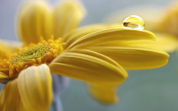 nature, Flowers, Water Drops, Macro, Yellow, Yellow Flowers, Depth Of Field HD Wallpaper Desktop Background