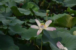 lotus Flowers