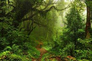 nature, Trees, Forest, Leaves, Lianas, Mist, Moss, Path, Plants, Ferns, Rainforest, Jungles