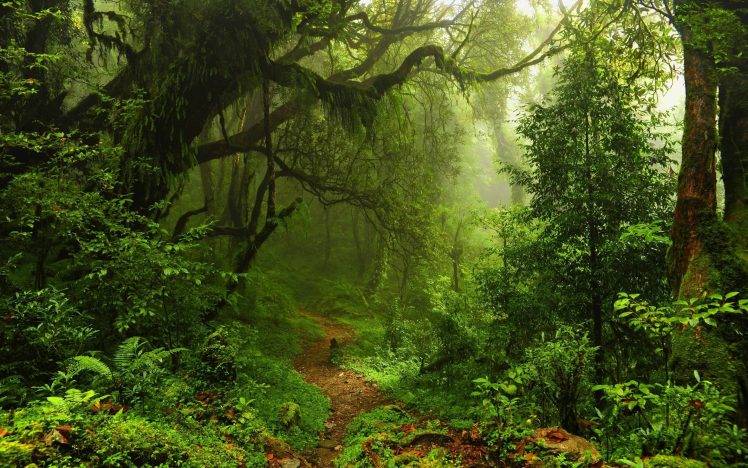nature, Trees, Forest, Leaves, Lianas, Mist, Moss, Path, Plants, Ferns, Rainforest, Jungles HD Wallpaper Desktop Background