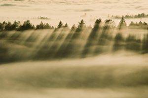 nature, Trees, Forest, Clouds, Mist, Sun Rays, Silhouette, Pine Trees