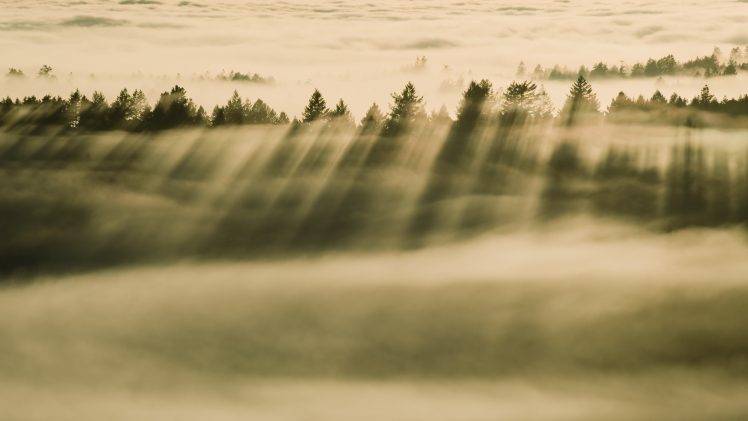 nature, Trees, Forest, Clouds, Mist, Sun Rays, Silhouette, Pine Trees HD Wallpaper Desktop Background