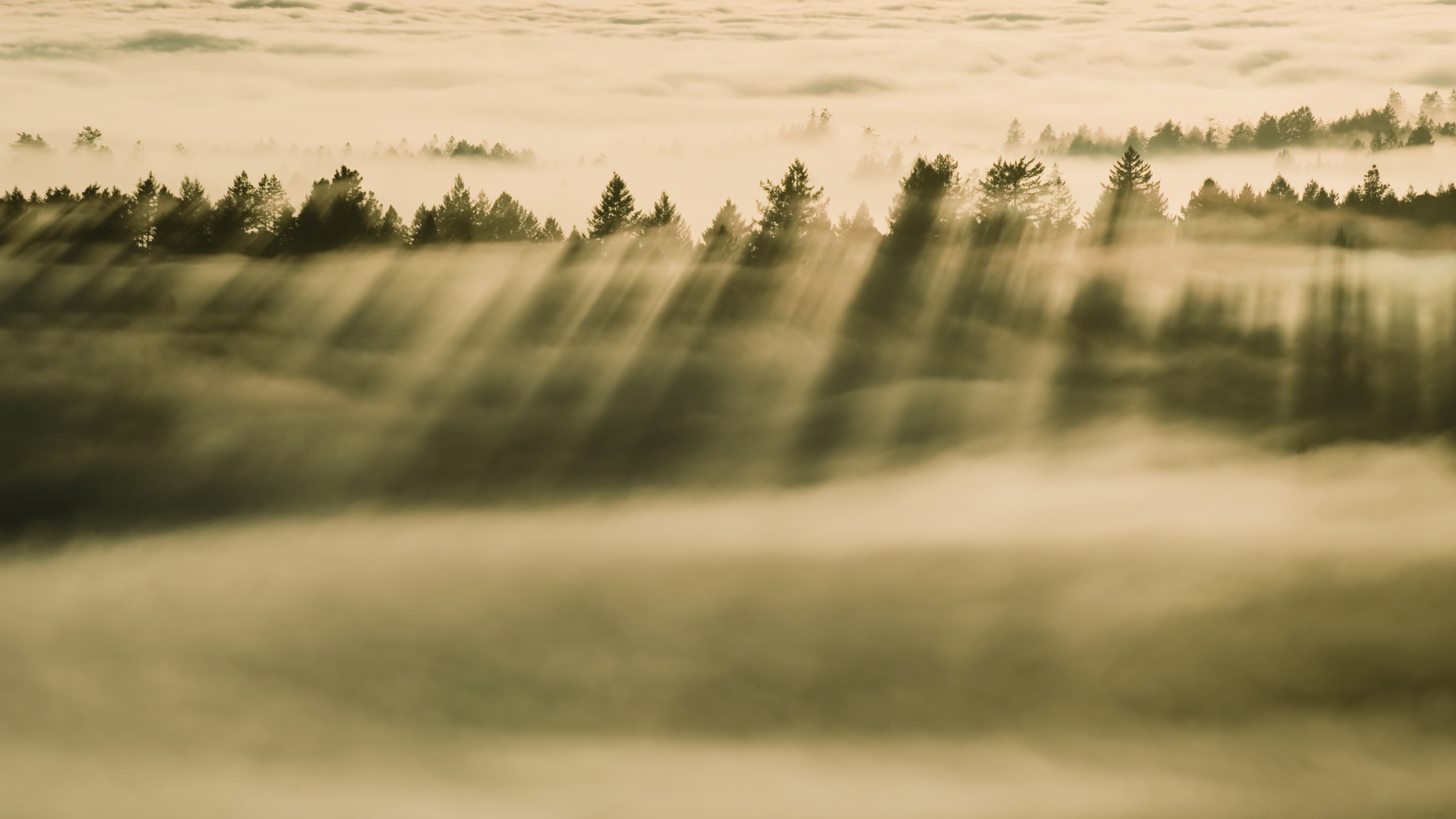nature, Trees, Forest, Clouds, Mist, Sun Rays, Silhouette, Pine Trees Wallpaper