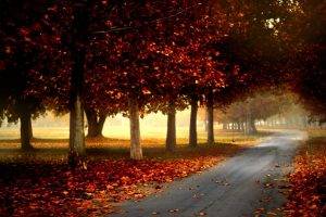 nature, Trees, Forest, Leaves, Fall, Branch, Mist, Road, Grass, Park
