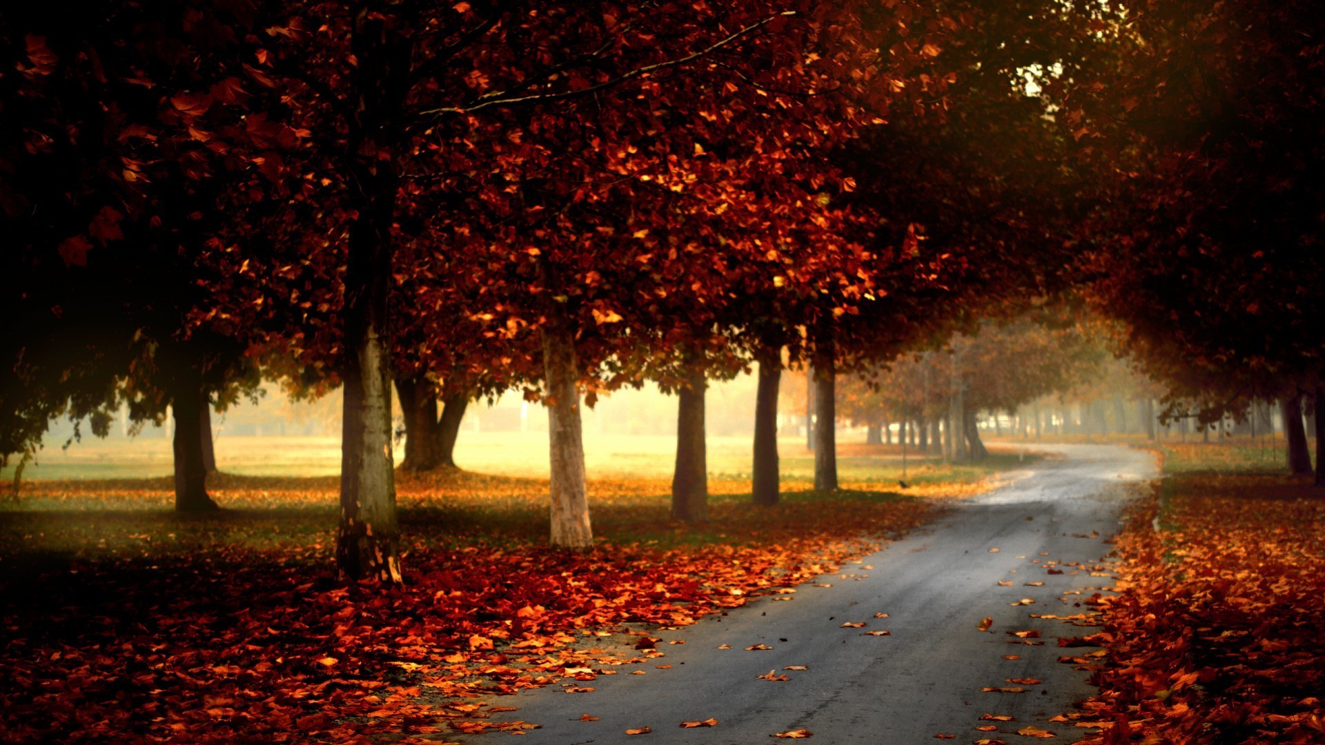 nature, Trees, Forest, Leaves, Fall, Branch, Mist, Road, Grass, Park Wallpaper