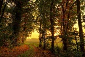 nature, Trees, Forest, Leaves, Fall, Path, Branch, Mist, Grass, Field