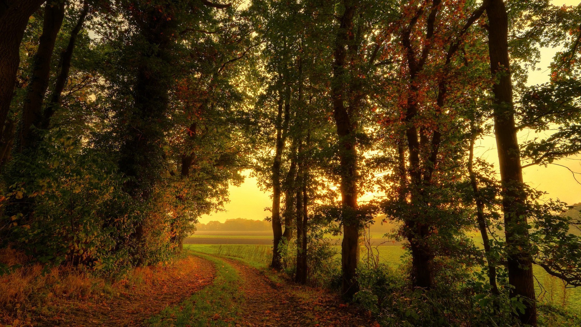 nature, Trees, Forest, Leaves, Fall, Path, Branch, Mist, Grass, Field Wallpaper