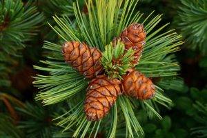 nature, Green, Forest Clearing, Pine Cones