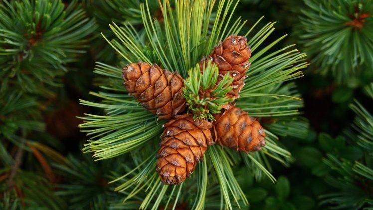 nature, Green, Forest Clearing, Pine Cones HD Wallpaper Desktop Background