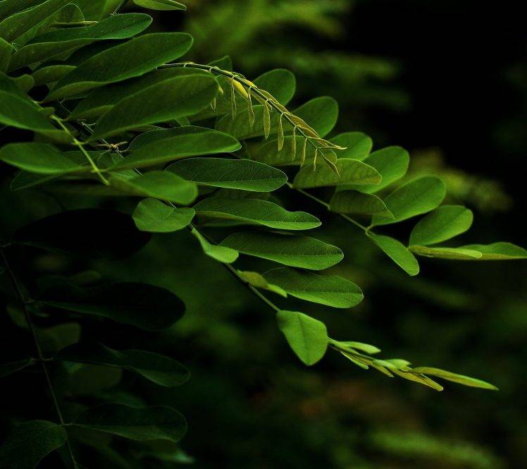 leaves, Nature, Plants HD Wallpaper Desktop Background