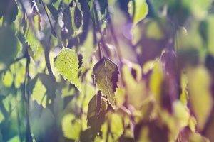 leaves, Plants, Nature, Filter, Bokeh, Macro, Depth Of Field, Sunlight