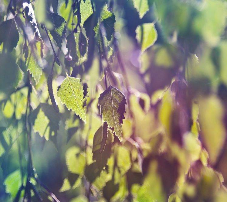 leaves, Plants, Nature, Filter, Bokeh, Macro, Depth Of Field, Sunlight HD Wallpaper Desktop Background
