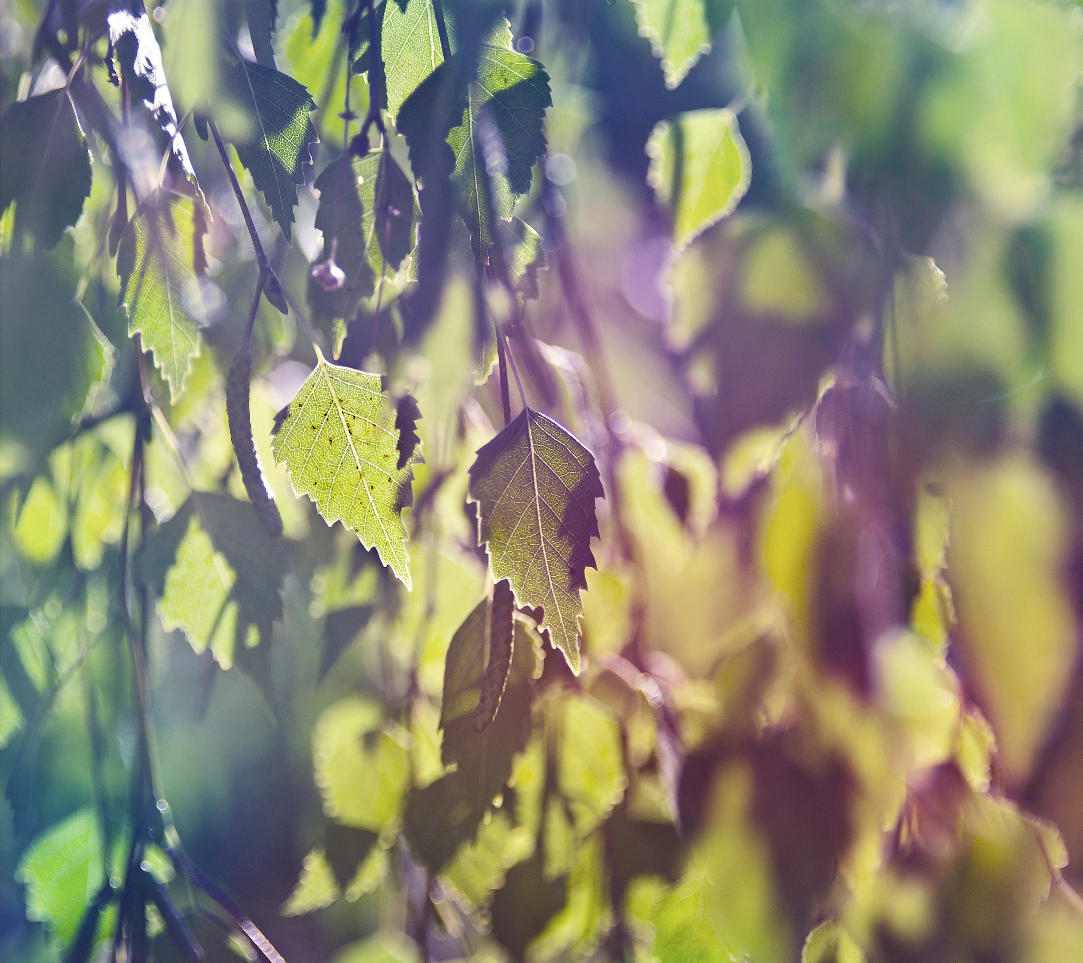 leaves, Plants, Nature, Filter, Bokeh, Macro, Depth Of Field, Sunlight Wallpaper
