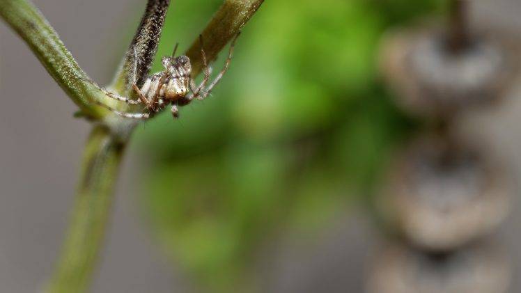 spider, Nature, Macro, Closeup, Plants HD Wallpaper Desktop Background