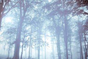 nature, Forest, Mist, Trees, Bright
