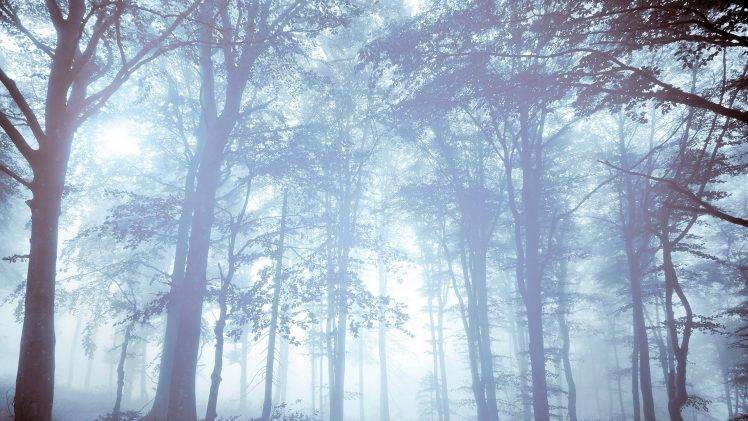 nature, Forest, Mist, Trees, Bright HD Wallpaper Desktop Background
