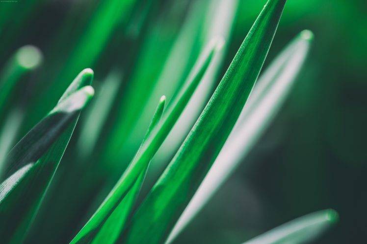 photography, Plants, Nature, Macro, Depth Of Field, Green, Grass HD Wallpaper Desktop Background