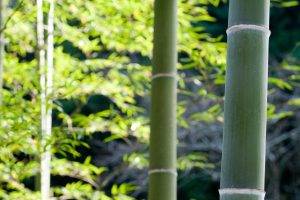 bamboo, Nature, Plants, Forest, Portrait Display