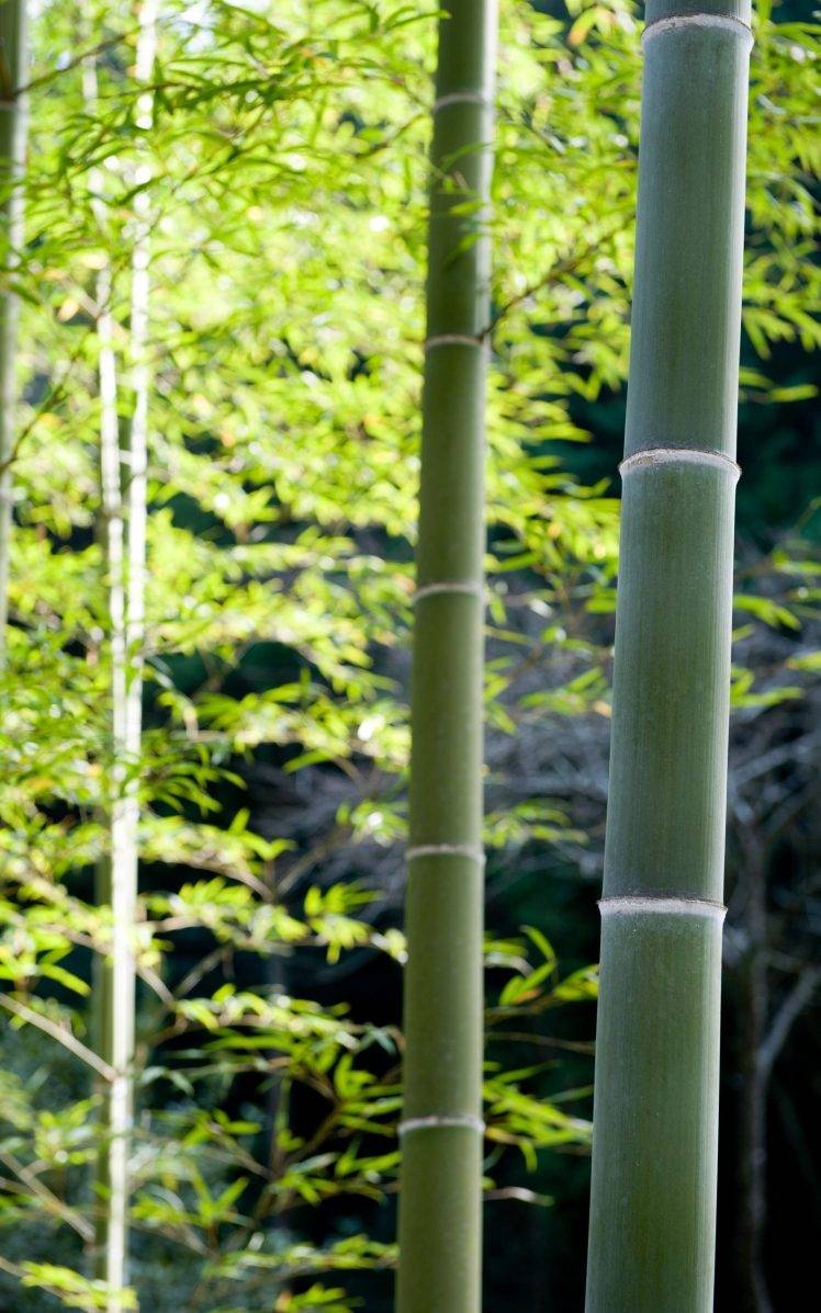 bamboo, Nature, Plants, Forest, Portrait Display HD Wallpaper Desktop Background
